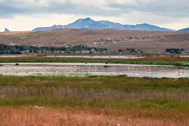 Laguna Nimez ve Santa Cruz Arjantin 'de bir sürü pembe flamingo.