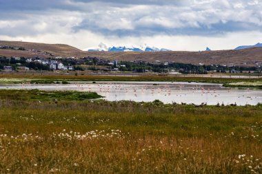 Laguna Nimez ve Santa Cruz Arjantin 'de bir sürü pembe flamingo.