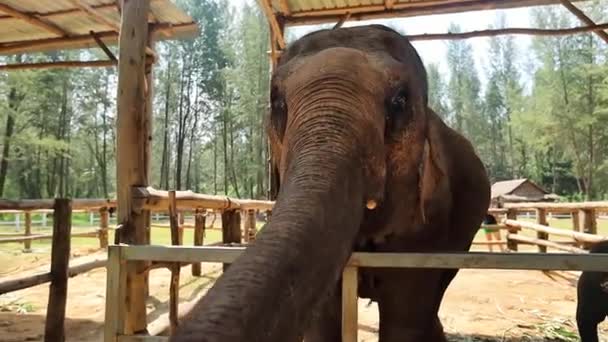 亚洲象在泰国 — 图库视频影像