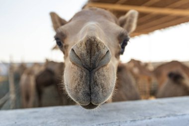 Manama Bahreyn 'deki deve çiftliğinde develer