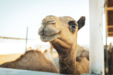 Manama Bahreyn 'deki deve çiftliğinde develer