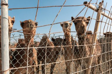 Manama Bahreyn 'deki deve çiftliğinde develer