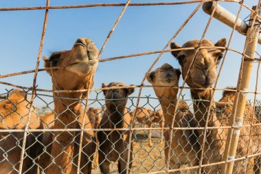Manama Bahreyn 'deki deve çiftliğinde develer