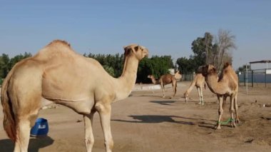 Manama Bahreyn 'deki deve çiftliğinde develer