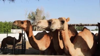 Manama Bahreyn 'deki deve çiftliğinde develer