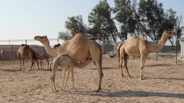 ラクダ農場マナマバーレーンのカメル女性給餌赤ちゃん — ストック動画