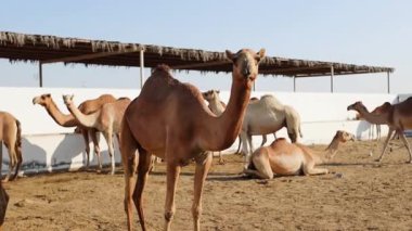 Manama Bahreyn 'deki deve çiftliğinde develer