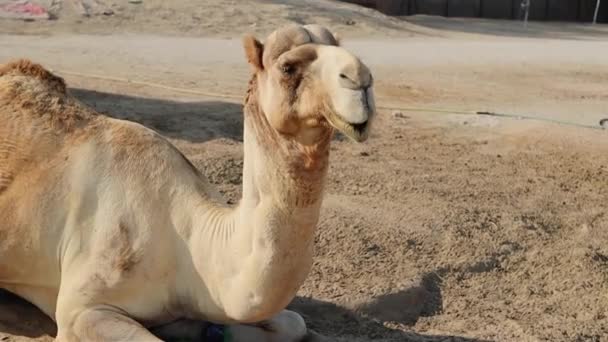 Camellos Granja Camellos Manama Bahréin — Vídeos de Stock