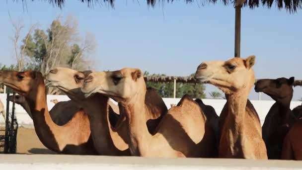 Velbloudi Velbloudí Farmě Manamě Bahrajn — Stock video