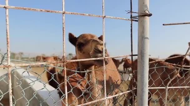 Camellos Granja Camellos Manama Bahréin — Vídeos de Stock