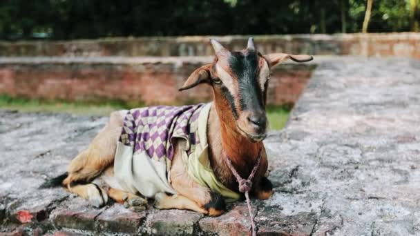 村で編まれたセーターを着たかわいいヤギ — ストック動画