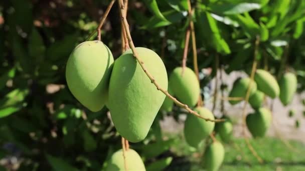 Zielone Mango Drzewie Tropikalnym Ogrodzie — Wideo stockowe