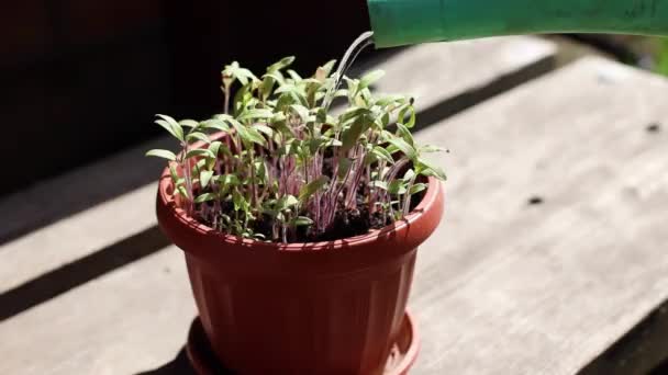 Plantor Krukan Vattning Trädgårdsskötsel Våren — Stockvideo