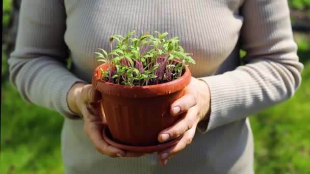 Pottade Tomatplantor Kvinnans Händer — Stockvideo