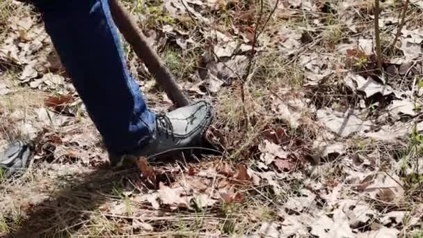 Mujer Cavando Árboles Jóvenes Bosque — Vídeo de stock