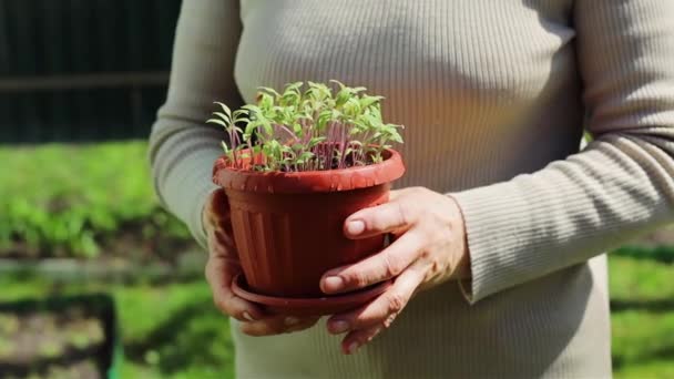 Pottade Tomatplantor Kvinnans Händer — Stockvideo