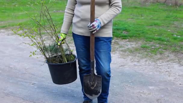 Γυναίκα Αγνώριστη Κρατώντας Φτυάρι Και Κουβά Νεαρά Δέντρα Για Φύτευση — Αρχείο Βίντεο