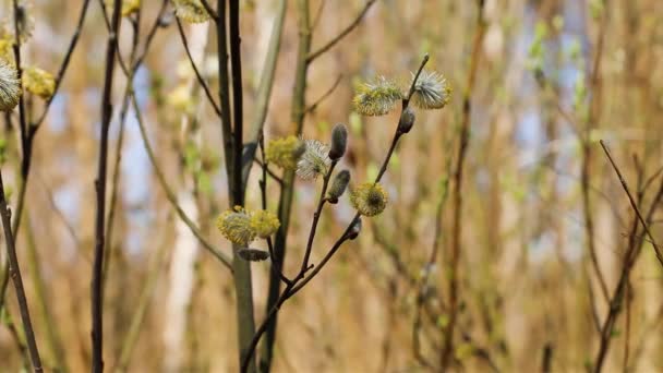 Pussy Willow Branches Close — Wideo stockowe