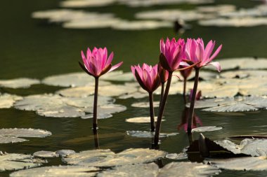 Gölette pembe nilüfer çiçekleri