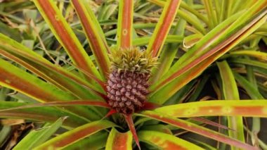 Ananas fabrikası ananas tarlasına yakın.