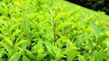 Çay tarlasında yeşil çay yapraklarını kapatın.