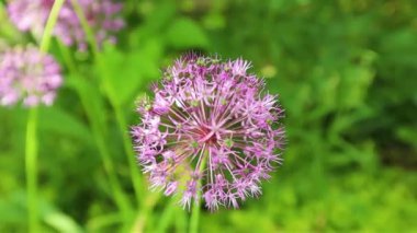 Allium Purple Sensation, bahçede açan mor süslemeli soğan.