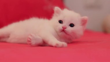 Kırmızı arka planda pençeleriyle oynayan sevimli beyaz sevimli kedi yavrusu.