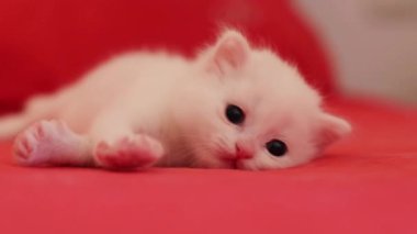 Kırmızı arka planda pençeleriyle oynayan sevimli beyaz sevimli kedi yavrusu.