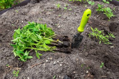 Domates fideleri ekilmeye hazır.