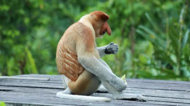 Borneo yağmur ormanlarında hortumlu maymun Sandakan Malezya