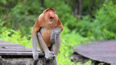 Borneo yağmur ormanlarında hortumlu maymun Sandakan Malezya
