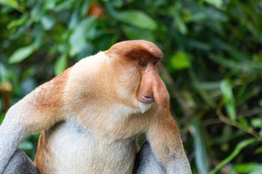 Borneo yağmur ormanlarında hortumlu maymun portresi Sandakan Malezya
