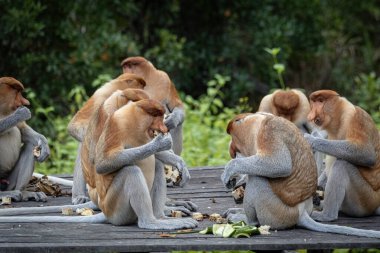 Borneo yağmur ormanlarındaki Proboscis Maymunları grubu Sandakan Malezya