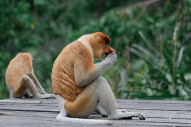 Borneo yağmur ormanlarında hortumlu maymun Sandakan Malezya