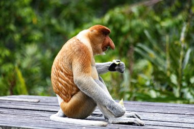 Borneo yağmur ormanlarında hortumlu maymun Sandakan Malezya