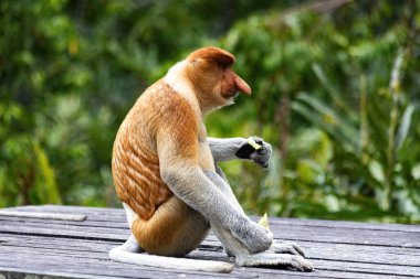 Borneo yağmur ormanlarında hortumlu maymun Sandakan Malezya