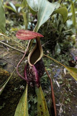 Borneo yağmur ormanlarındaki böcek tuzaklı sürahi fabrikası Malezya