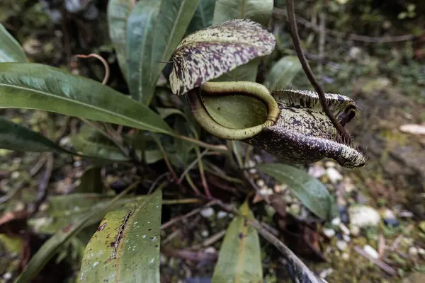 stock image Insect trap pitcher plant in Borneo rainforest Malaysia