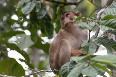 Borneo Malezya ormanındaki ağaçta saklanan sevimli komik maymun.