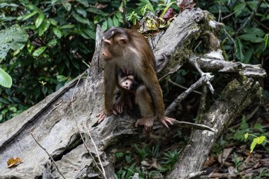 Ormanda bebeği olan sevimli komik maymun Malezya