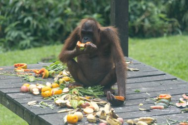 Borneo Malezya 'da Sepilok' ta yemek yiyen Orangutang