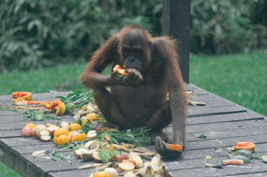 Borneo Malezya 'da Sepilok' ta yemek yiyen Orangutang