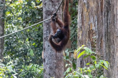 Borneo Sepilok Tapınağında ipte sallanan Orangutan Malezya