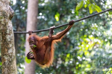 Borneo Sepilok Tapınağında ipte sallanan Orangutan Malezya
