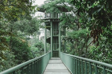 Yağmur Ormanları Koruma Merkezi Borneo Malezya 'daki asma köprü