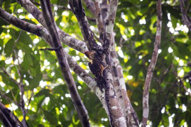 Ağaçkakan ormandaki ağaçta