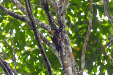 Ağaçkakan ormandaki ağaçta