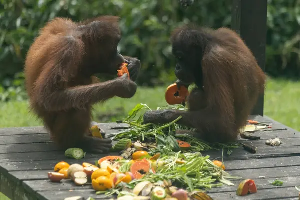 stock image Orangutang eating food in Sepilok sunctuary in Borneo Malaysia