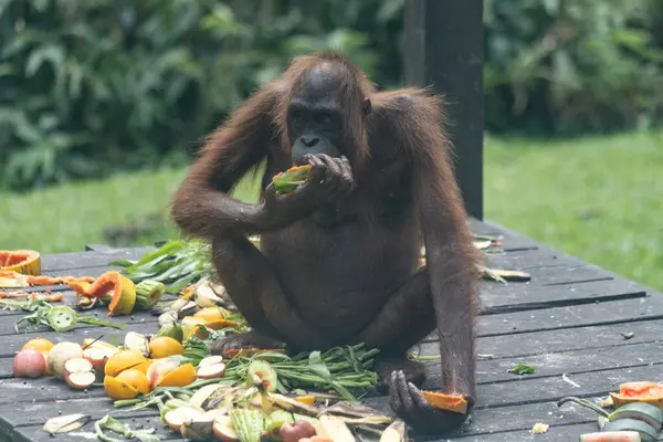 Stock image Orangutang eating food in Sepilok sunctuary in Borneo Malaysia