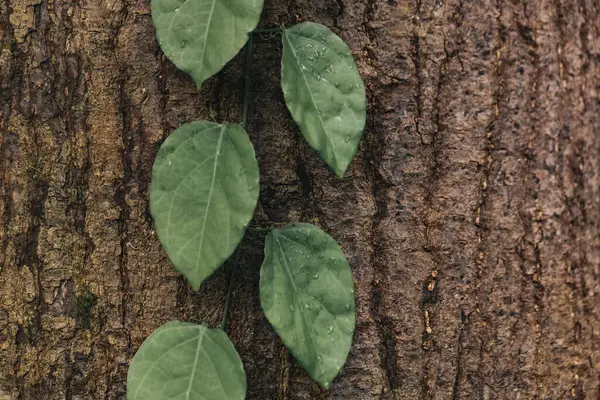 Ivy ormandaki ağaç gövdesine tırmanır. 